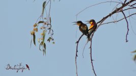 2017.06.21 Bee-eaters.jpg