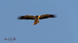 2017.06.21 Booted Eagle.jpg