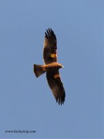 2017.08.23 Booted Eagle.jpg