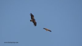 2017.08.23 Griffon & Egyptian Vultures.jpg
