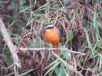 White-browed Robin Chat.jpg