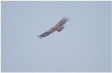 Lesser spotted eagle Sikimia watch point 170917 cc Mark Cassidy.JPG