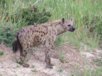 Spotted Hyena klein.jpg