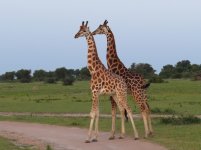 Giraffes klein.jpg