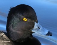 Tufted Duck showing Transparent Nictitating Membrane.jpg