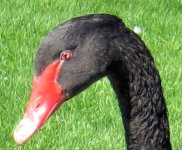 Black Swan Nictitating Eye.jpg