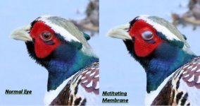 Pheasant Ring-necked Eye.jpg