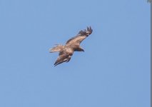 d  black kite (Milvus migrans)   Sikamia Lesvos 170917.JPG