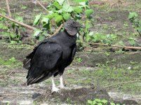 Black Vulture klein.jpg