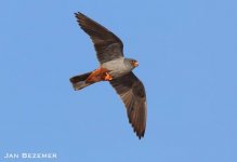 red-footed falcon (Falco vespertinus) Kalloni Salt Pans c  Jan Bezemer 031017 01.JPG