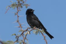 maybe__Fork-tailed_Drongo__2011-11-11_Auob_Valley__RTI23388vsxe.jpg