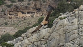 2017.11.25 Griffon Vulture b.jpg