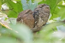 Sri-Lanka-Frogmouth-(1)-1000web.jpg