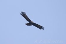 Black-Eagle-(3)-fbook.jpg