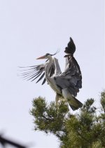 gray heron.jpg