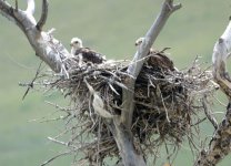 nestlings.jpg