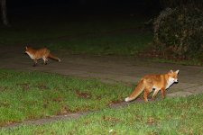 20190103 (6)_Red_Fox.JPG