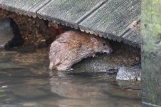 20190105 (35)_Brown_Rat.JPG