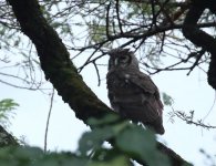 greyish eagle owl2.jpg