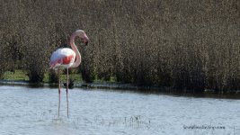 2019.02.21 Greater Flamingo.JPG