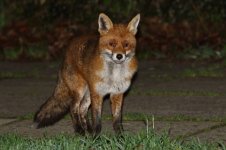 20190108 (33)Red_Fox.JPG