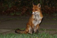 20190108 (34)Red_Fox.JPG