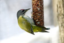 Grey-headed Woodpecker, labanoras0000.jpg