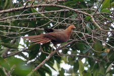Andaman Cuckoo-Dove.jpg