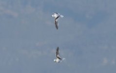 Little gull  (Larus minutus) Eleni Galinou Alykes Wetland 030219.JPG