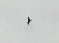 Black kite Milvus migransMesa Wetland Eleni Galinou‎ 080219.JPG