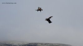 2019.02.11 Griffon Vultures.JPG