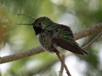 Broad-tailed-Hummingbird-Sk.jpg