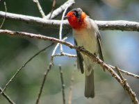 Red-faced-Warbler-Summerhav.jpg