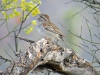Rufous-winged-Sparrow-Sabin.jpg