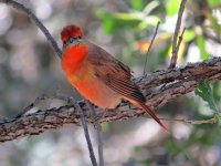 Hepatic-Tanager-Florida-Can.jpg