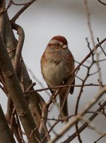 American Tree Sparrow  3-10-2019.jpg