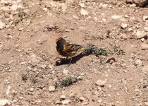 Red Fronted Serin6.jpg
