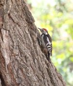 Middle Spotted Woodpecker2.jpg