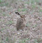 Brown Hare (3).jpg