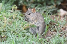 Four Striped Grass Mouse.JPG