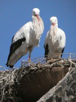 white stork (Ciconia ciconia)  05.jpg
