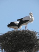 white stork (Ciconia ciconia)  18.jpg