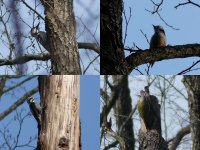 these woodpeckers were seen in one place in one hour.jpg