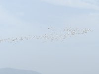 48 Flamingo flock.jpg