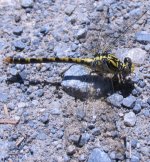 Basque-dragonfly.jpg