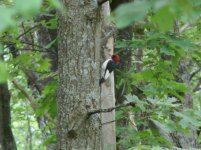 Redheaded Woodpecker.jpg