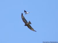 Square-tailed Kite.jpg