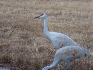 Sandhill Cranes