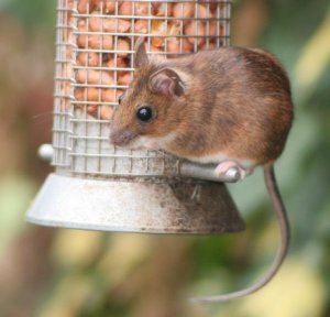 Yellow-necked_Mouse