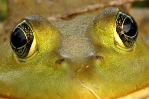 Bull Frog Eyes